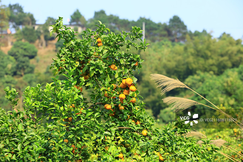 广西玉林沙糖桔水果图片素材