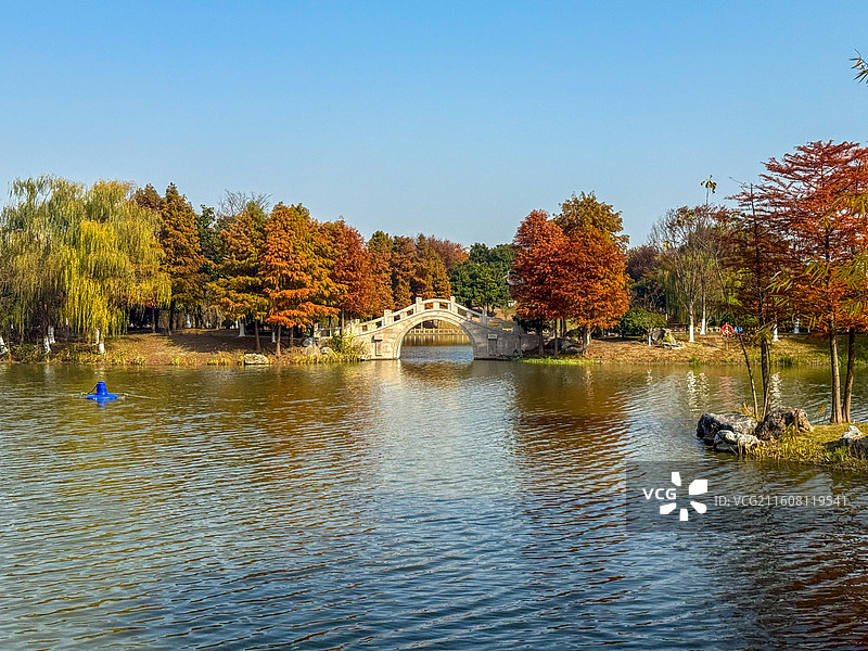 秋日的南通啬园湖景，拱桥湖水落羽杉林图片素材