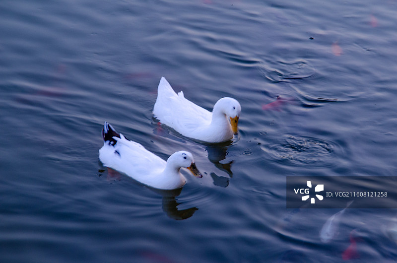 两只鸭子在水中游泳图片素材