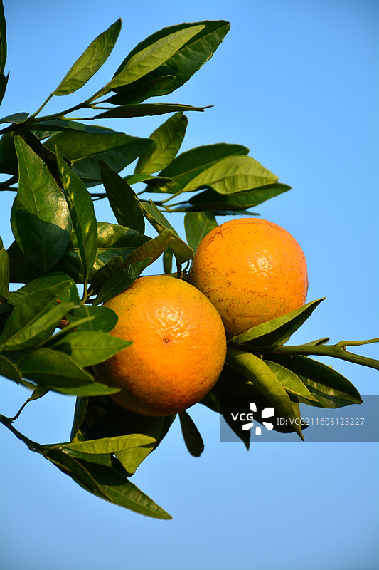 广西南宁武鸣区沃柑图片素材