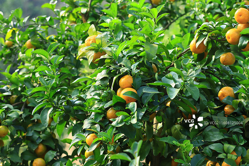 广西玉林沙糖桔水果图片素材