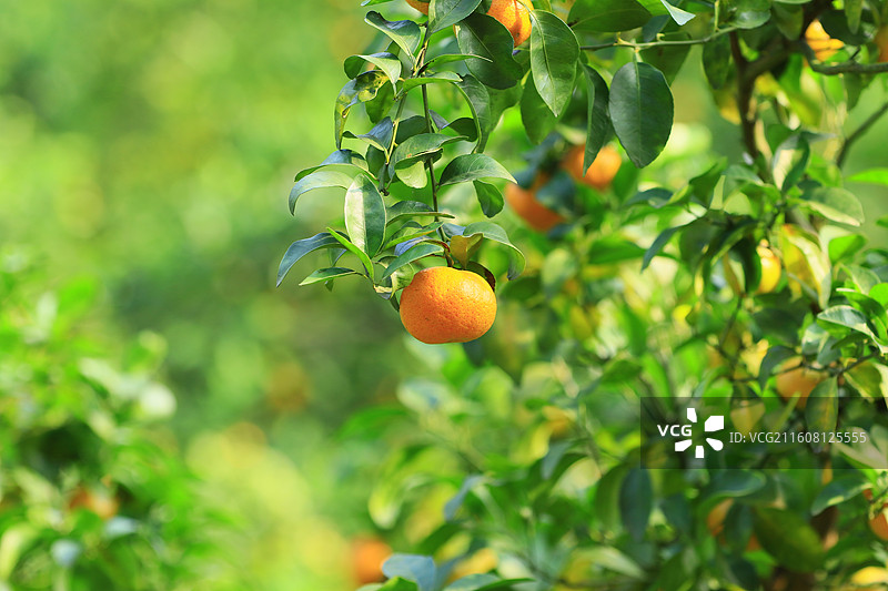 广西玉林沙糖桔水果图片素材