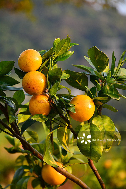 广西南宁武鸣区沃柑图片素材