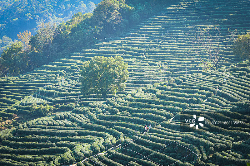 秋日下的茶园图片素材