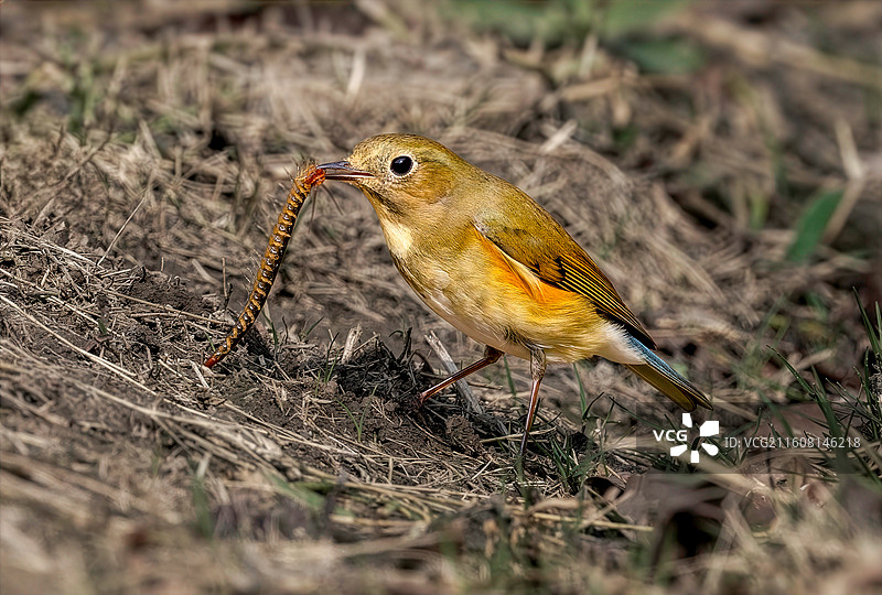 红胁蓝尾鸲捕食图片素材
