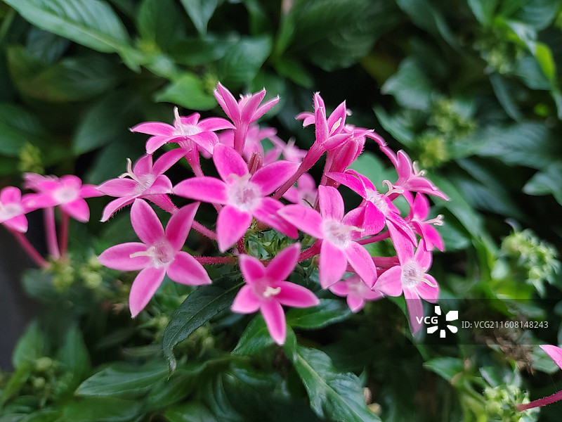 五星花图片素材