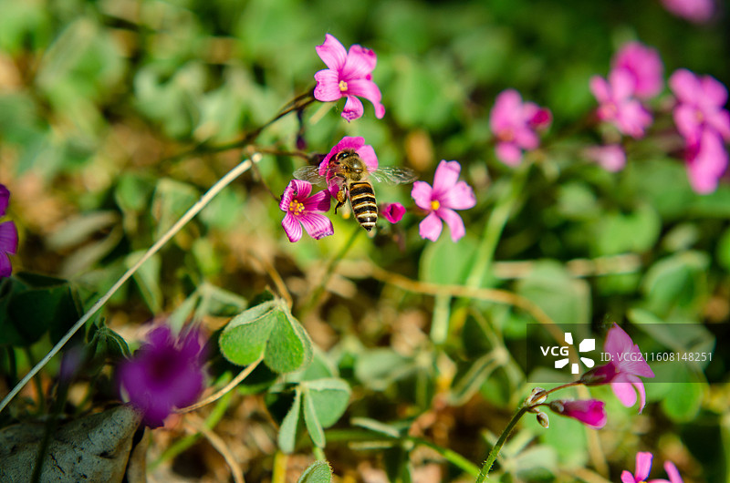 蜜蜂在粉色小花上采蜜图片素材