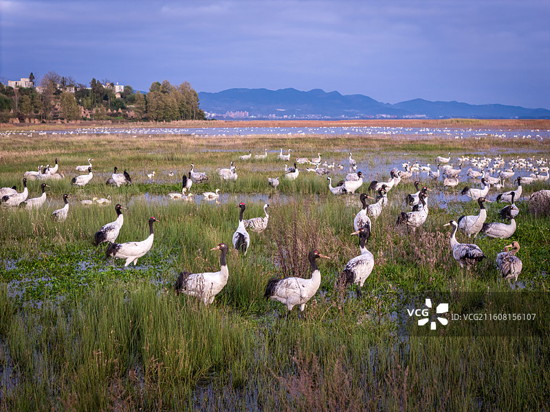 贵州毕节草海湿地黑颈鹤图片素材