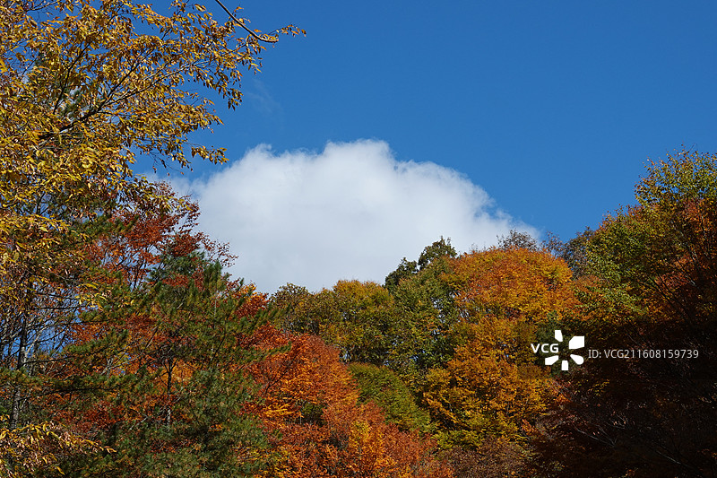 四川省巴中市南江县光雾山诺水河世界地质公园：十八月潭景区秋色：吉运潭至云梯潭图片素材