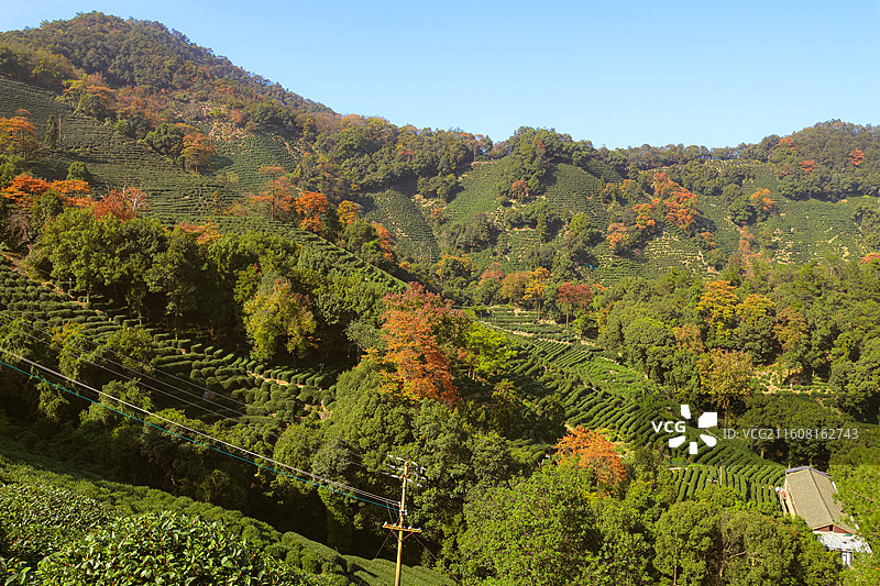 秋日下的茶园图片素材