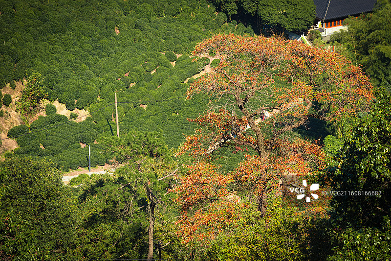 秋日下的茶园图片素材