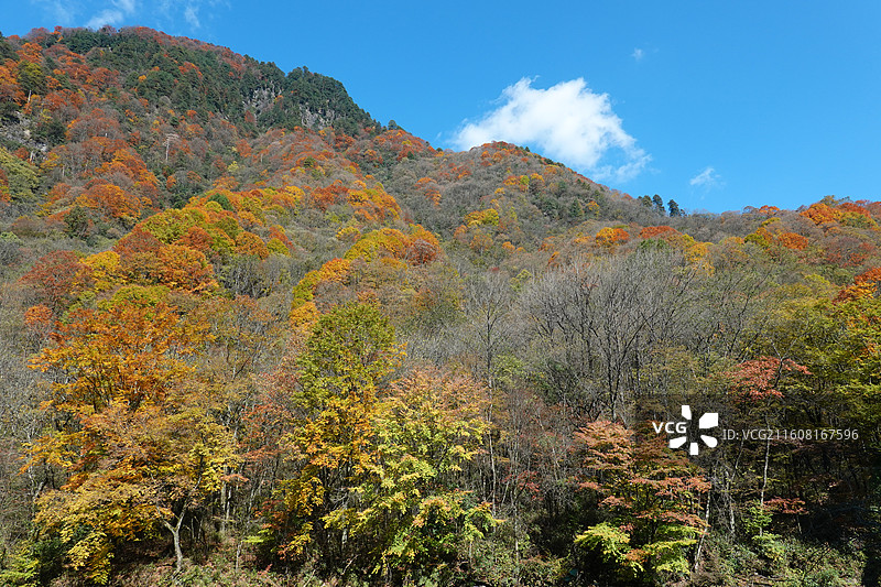 四川省巴中市南江县光雾山诺水河世界地质公园：米仓山景区：大小兰沟彩林秋色图片素材