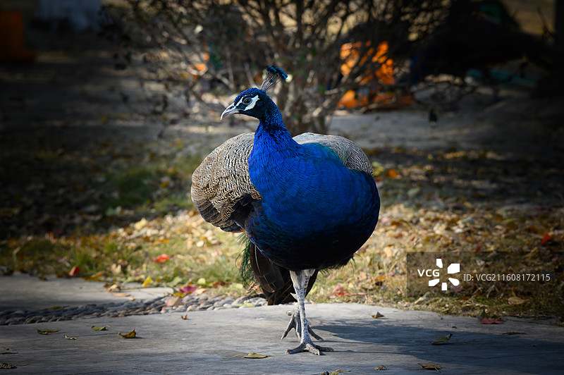 蓝孔雀特写镜头图片素材
