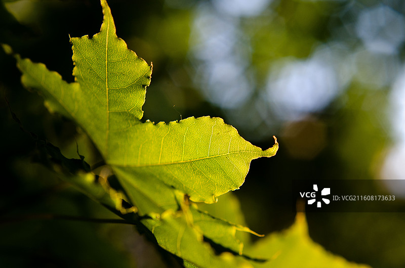 特写绿色树叶图片素材
