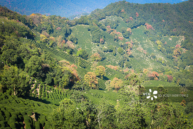 秋日下的茶园图片素材