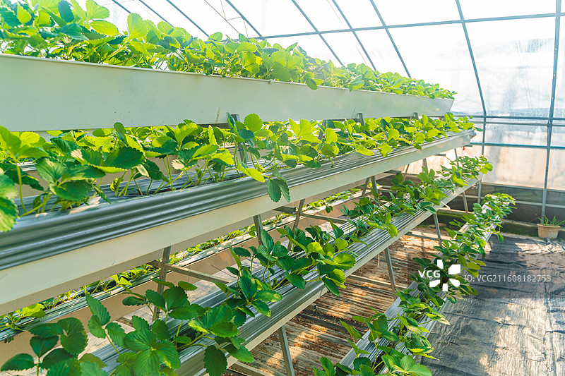 温室大棚里栽种的草莓图片素材