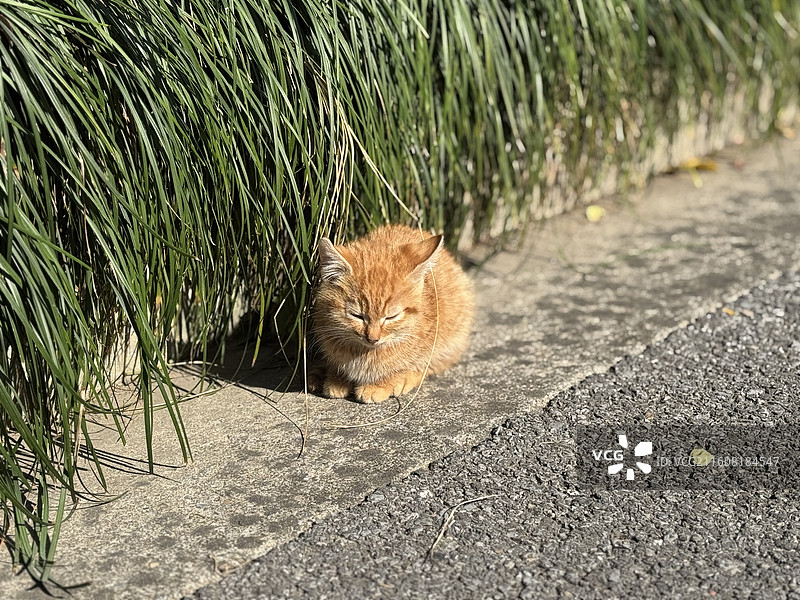 校园里的可爱小橘猫图片素材