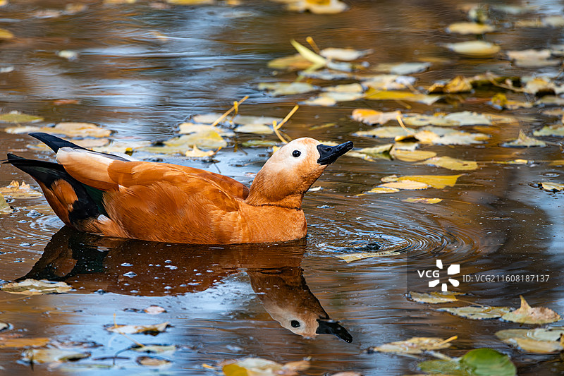 湖中鸭子的特写镜头图片素材