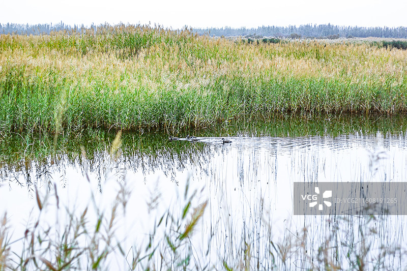 新疆墨玉县拉里昆国家湿地公园 水中芦苇草丛倒影和野鸭图片素材