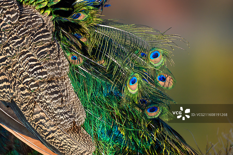 蓝孔雀羽毛特写的图片素材