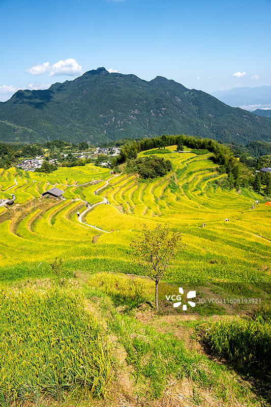 丽水云和梯田图片素材