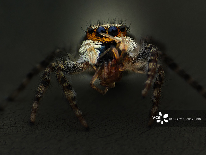 金面蓝眸图片素材