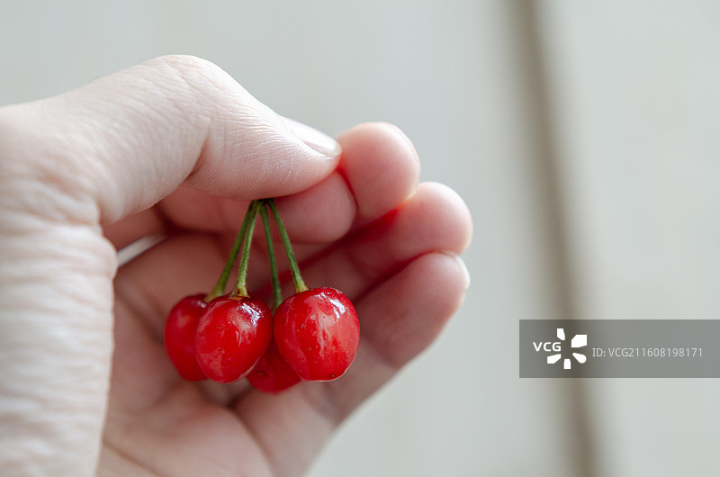 手捧新鲜樱桃特写图片素材