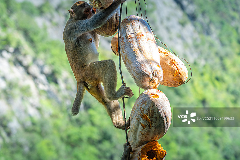 重庆 雪玉洞 野生 猴子 猕猴图片素材