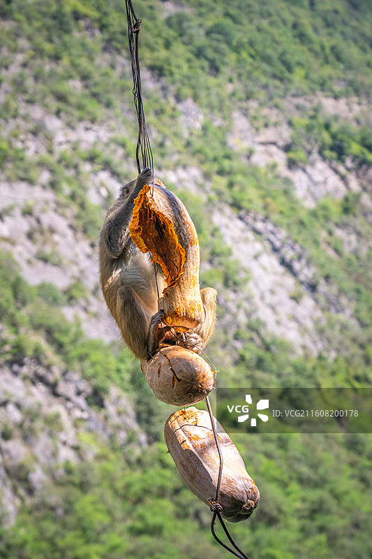 重庆 雪玉洞 野生 猴子 猕猴图片素材