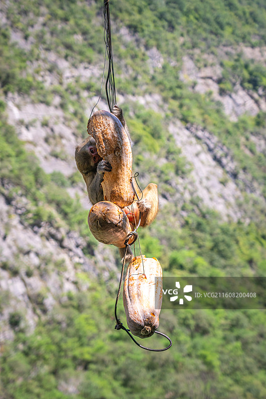 重庆 雪玉洞 野生 猴子 猕猴图片素材