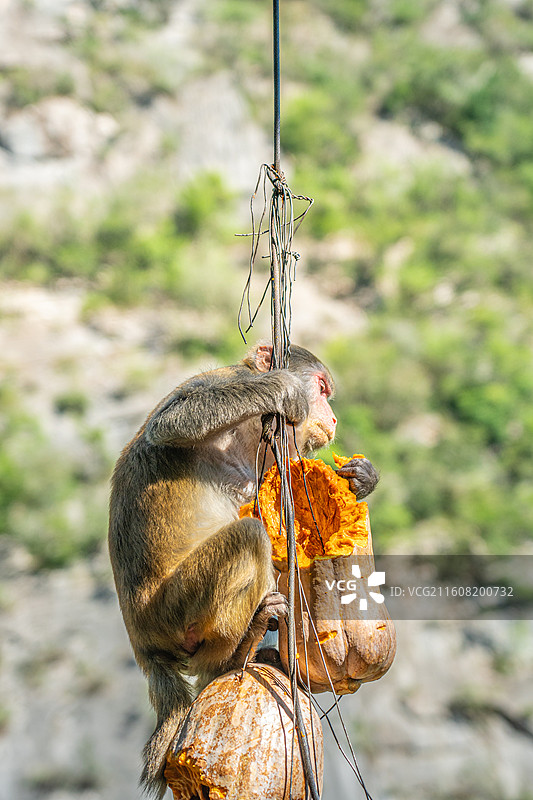 重庆 雪玉洞 野生 猴子 猕猴图片素材
