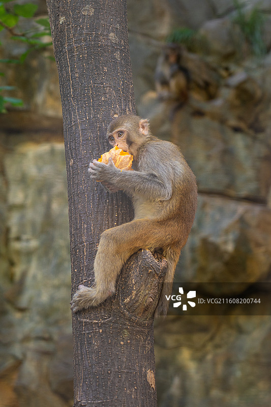 重庆 雪玉洞 野生 猴子 猕猴图片素材