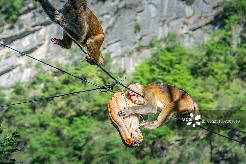 重庆 雪玉洞 野生 猴子 猕猴图片素材