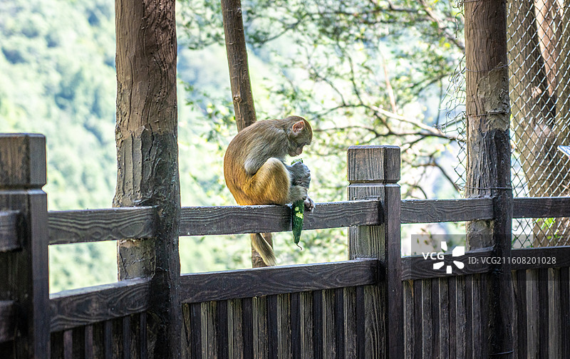 重庆 雪玉洞 野生 猴子 猕猴图片素材