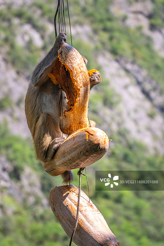 重庆 雪玉洞 野生 猴子 猕猴图片素材