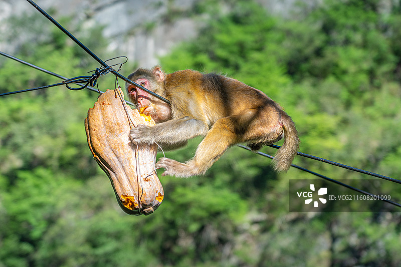 重庆 雪玉洞 野生 猴子 猕猴图片素材