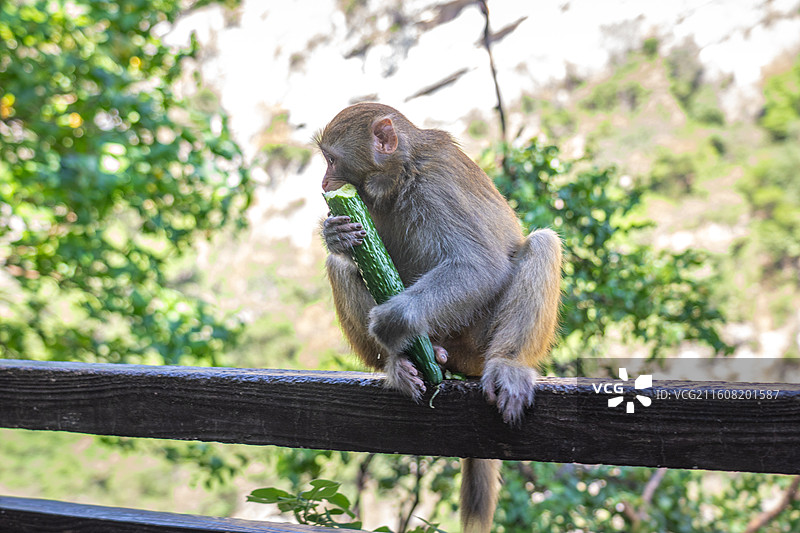 重庆 雪玉洞 野生 猴子 猕猴图片素材