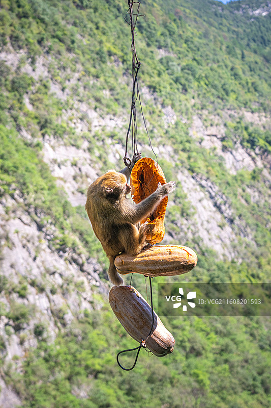 重庆 雪玉洞 野生 猴子 猕猴图片素材