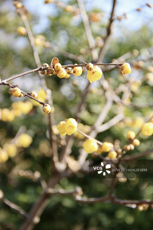 上海真如公园黄色腊梅花特写图片素材