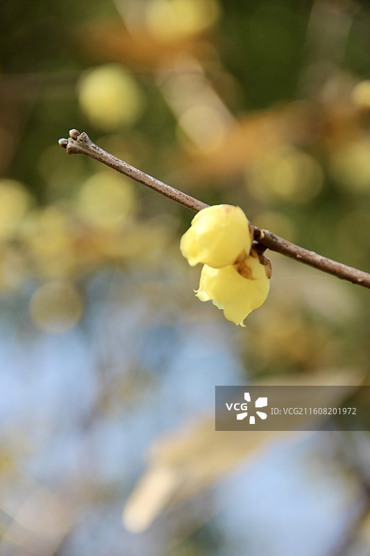 上海真如公园黄色腊梅花特写图片素材