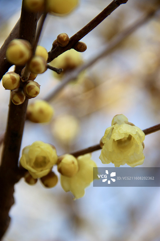 上海真如公园黄色腊梅花特写图片素材