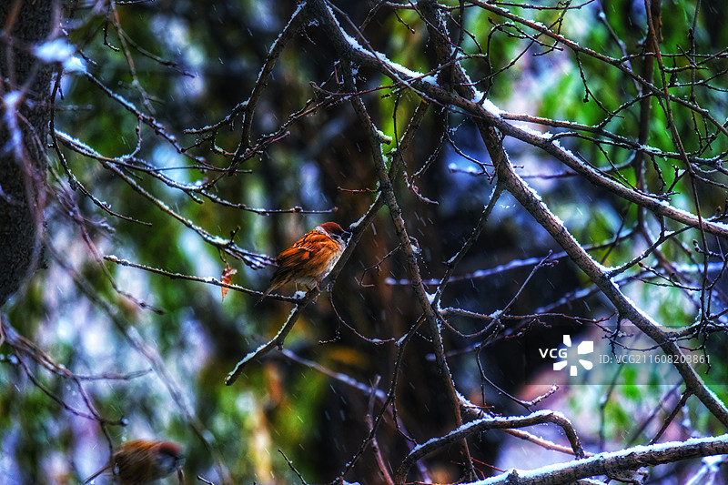 冬天下雪天寒冷雪景。小雪人落叶银杏叶麻雀背景图壁纸图片素材