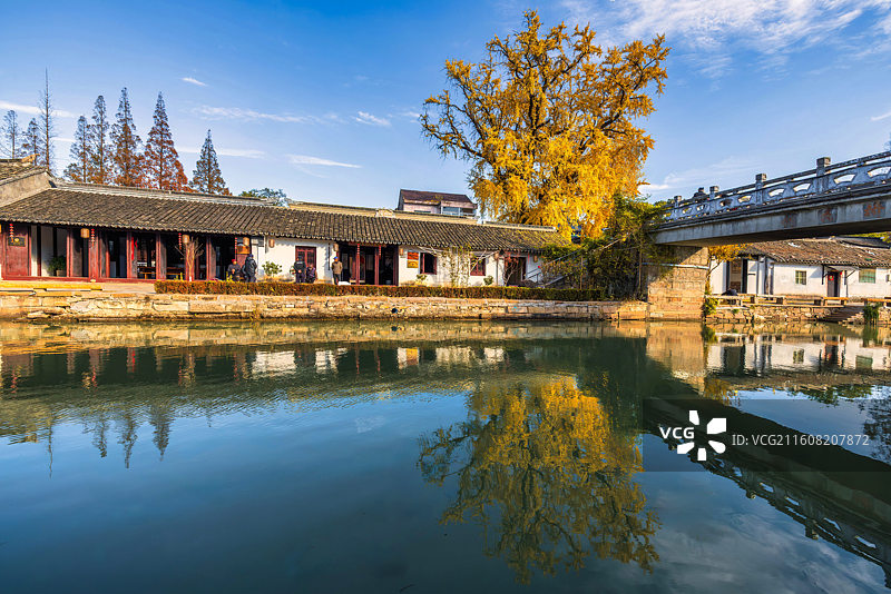 苏州太平老街银杏秋景图片素材
