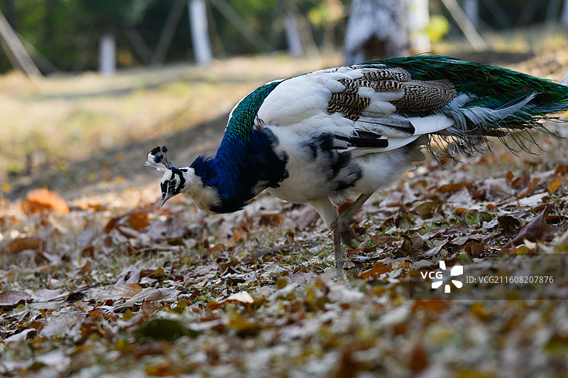 阳光下散步的五彩孔雀图片素材