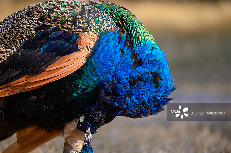 蓝孔雀特写镜头图片素材