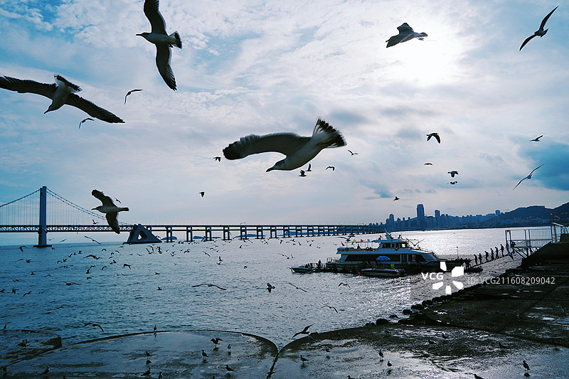 蓝天飞满海鸥的海边停船和大桥图景图片素材