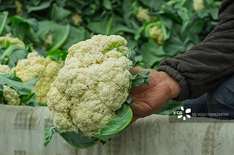 手捧新鲜菜花图片素材