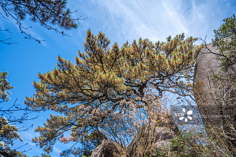 黄山送客松图片素材