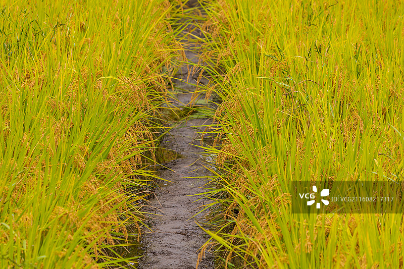 秋天即将收获的水稻图片素材