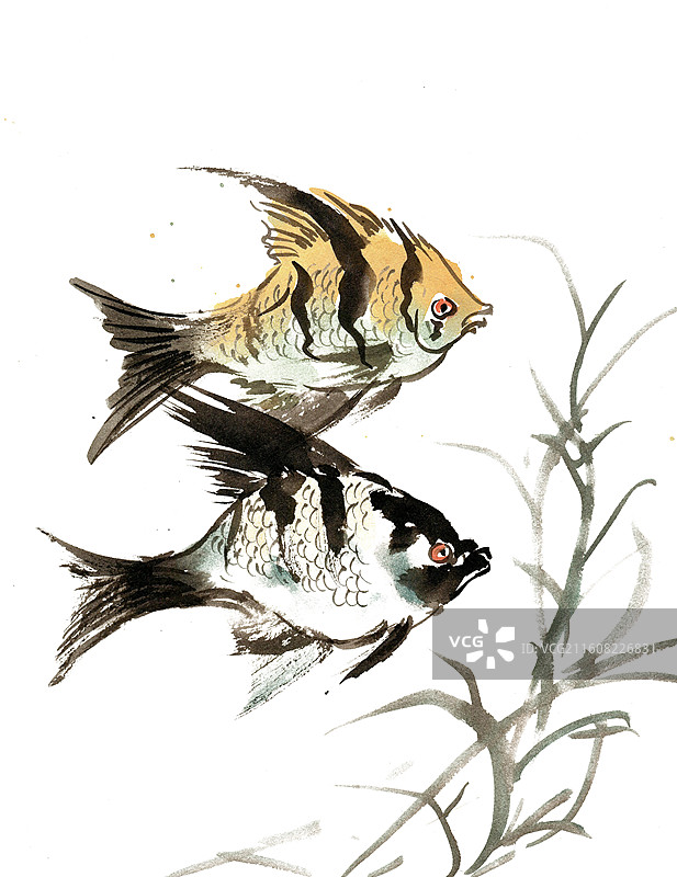 热带鱼与水草图片素材